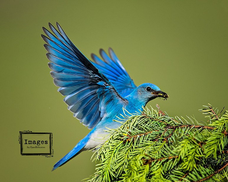 A male Mountain Bluebird bringing food to the chicks, near Kamloops, B.C., Canada.