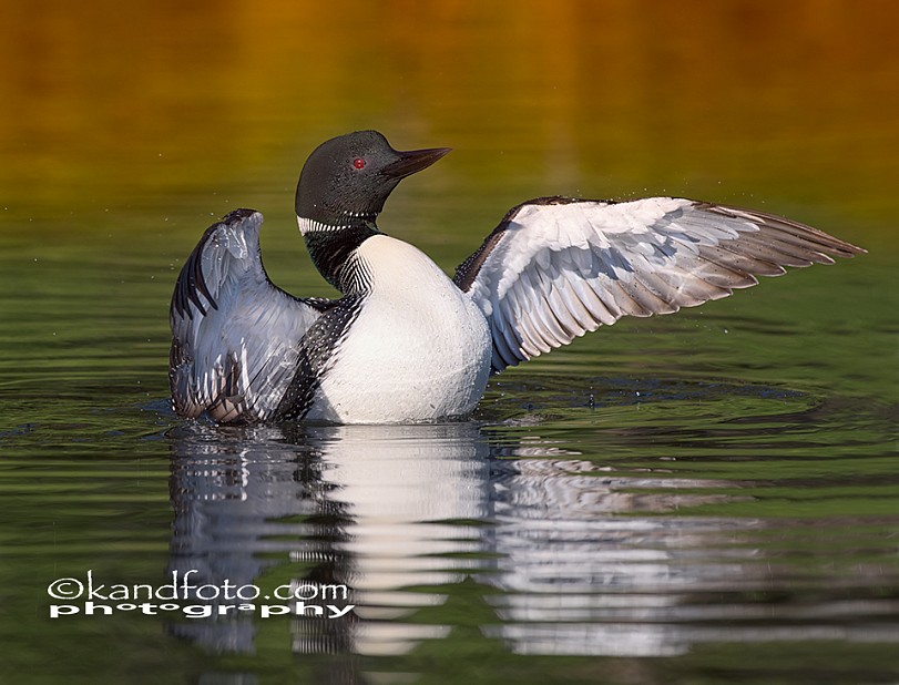 A male Loon flapping his wings.